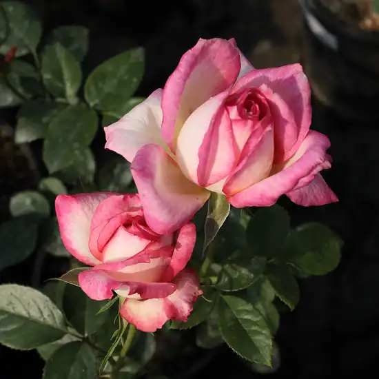 Trandafiri hibrizi Tea - Trandafiri - Kordes' Perfecta® - 